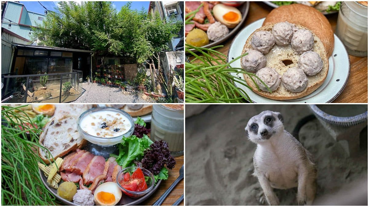 動物控快衝!台南老宅咖啡廳有「小狐獴」陪你吃飯,必點澎派「燻鴨胸拼盤」