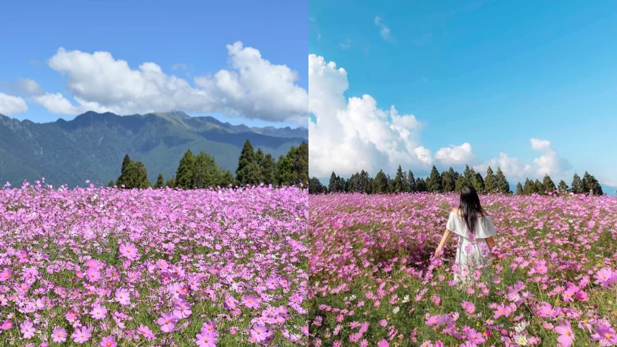 錯過再等1年!福壽山秋季限定「波絲菊花海」,粉紫仙境+無敵山景超好拍
