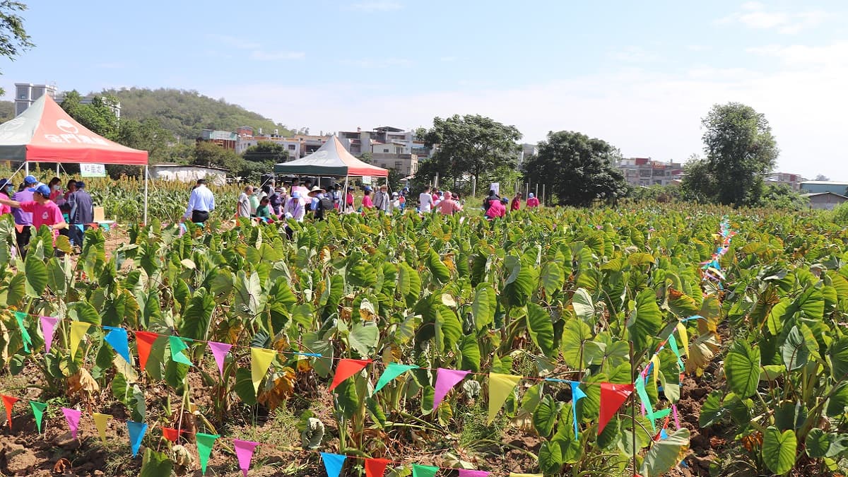 2021烈嶼鄉芋頭季「興高采烈˙嶼你香芋」系列活動開跑 2021烈嶼鄉芋頭季「興高采烈˙嶼你香芋」系列活動開跑