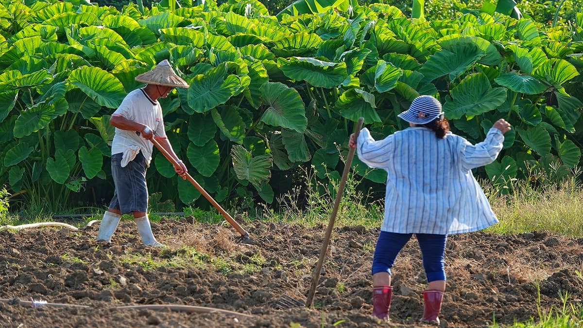 2021烈嶼鄉芋頭季「興高采烈˙嶼你香芋」系列活動開跑 2021烈嶼鄉芋頭季「興高采烈˙嶼你香芋」系列活動開跑