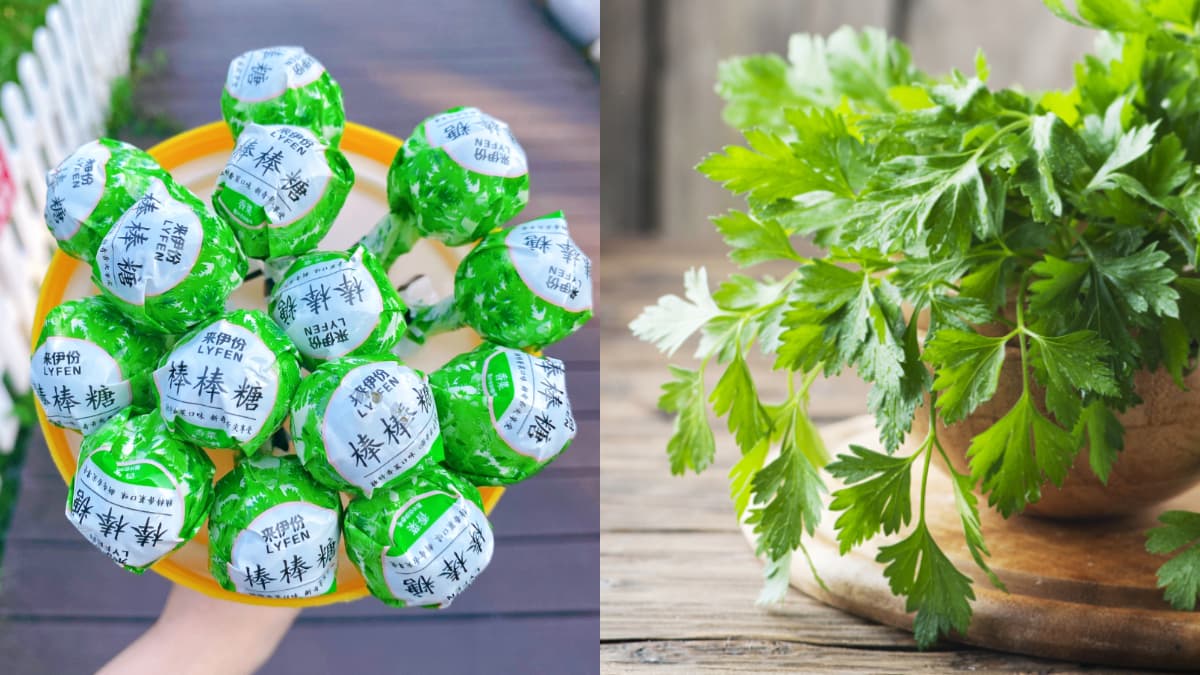 香菜控站出來!超巨大「香菜棒棒糖」12支一次擁有,清爽酸甜太欠吃