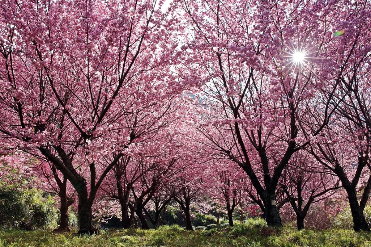 武陵農場櫻花季2月登場!住宿+露營區開放訂位、連續17天疏運管制一次看 武陵農場櫻花季2月登場!住宿+露營區開放訂位、連續17天疏運管制一次看