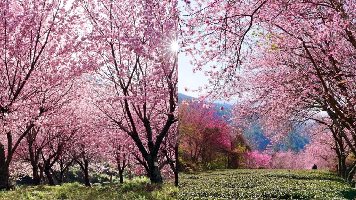 武陵農場櫻花季2月登場!住宿+露營區開放訂位、連續17天疏運管制一次看