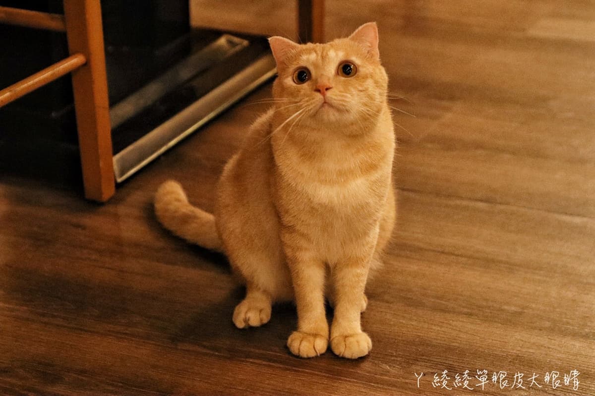 超萌店寵陪吃!新竹深夜居酒屋必吃肥美「廣島生蠔」,和風醬生牛肉入口即化 超萌店寵陪吃!新竹深夜居酒屋必吃肥美「廣島生蠔」,和風醬生牛肉入口即化