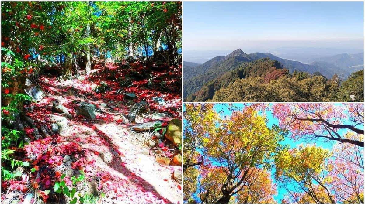 12月季節限定美景!台中「祕境步道」打卡楓紅地毯,攻頂美照怎麼拍都好看