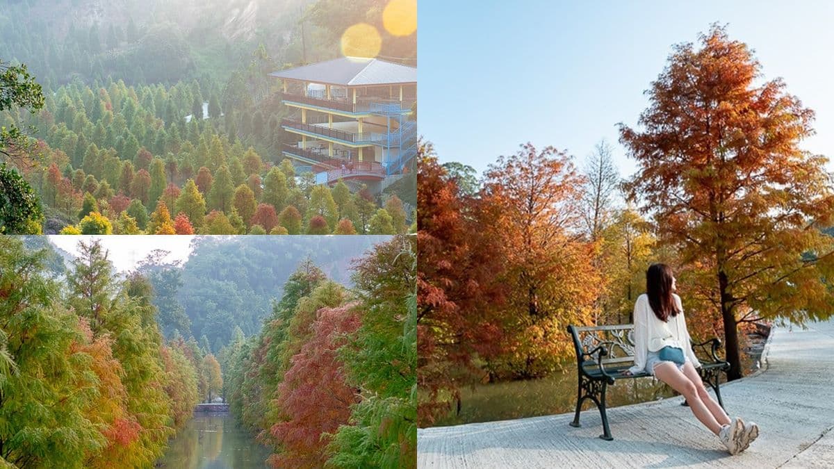 打卡魔幻時刻!苗栗祕境莊園「漸層色落羽松」宛如水彩畫,最美拍攝點曝光