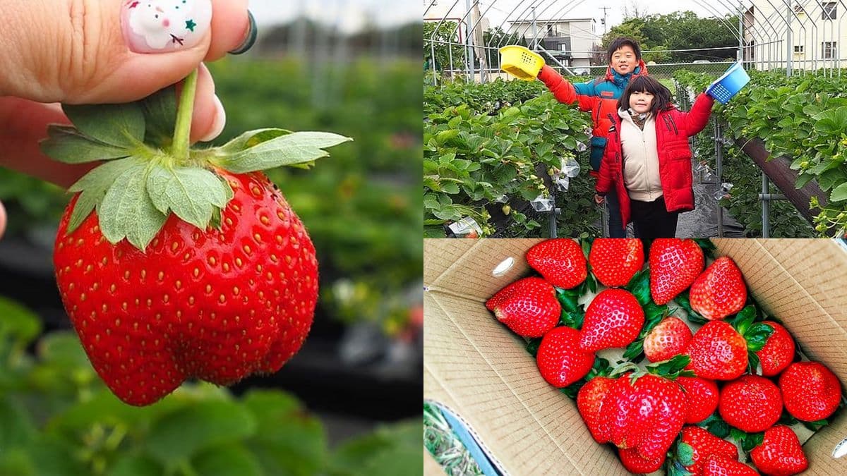 親子採果趣!桃園「隱藏版草莓園」只開放假日,爽摘超大顆「美姬草莓」