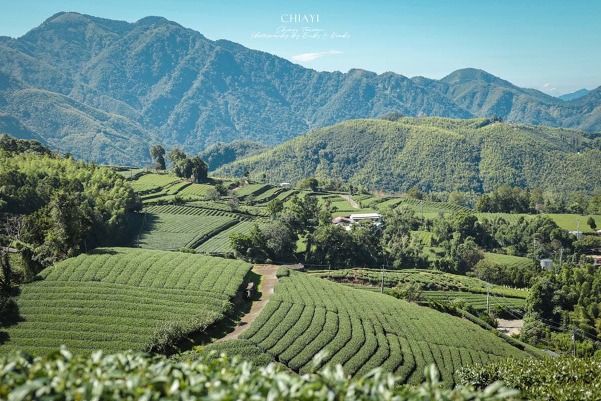 網美來打卡!阿里山4條美拍「茶園步道」:整片東方美人茶園、五星級步道 網美來打卡!阿里山4條美拍「茶園步道」:整片東方美人茶園、五星級步道