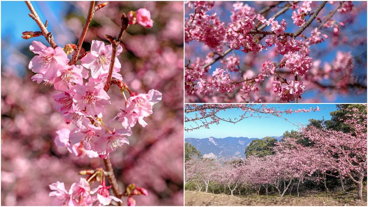 打卡整片粉色仙境!高雄櫻花公園「河津櫻」浪漫盛開,山景+櫻花樹超好拍