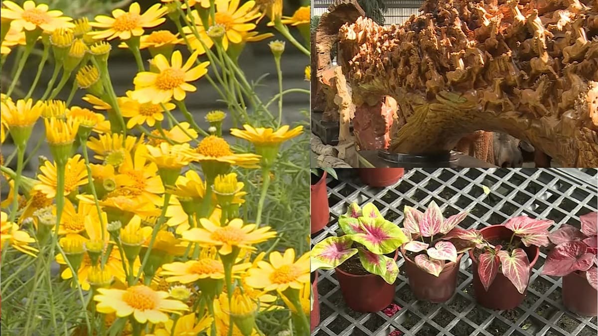 彰化田尾商圈身為「植物迷必訪」,二水商圈探訪昆蟲動物的「秘密基地」