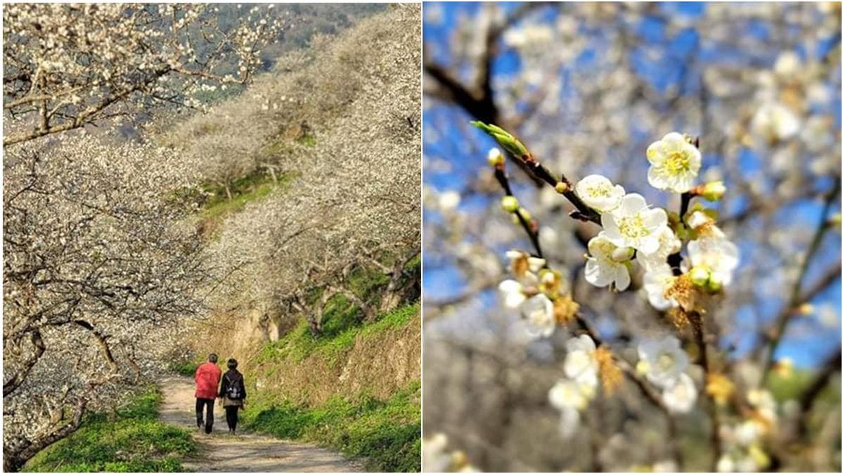 4000棵梅花齊放超美!高雄「隱藏版梅園」賞整片雪白美景,還能漫步森林步道