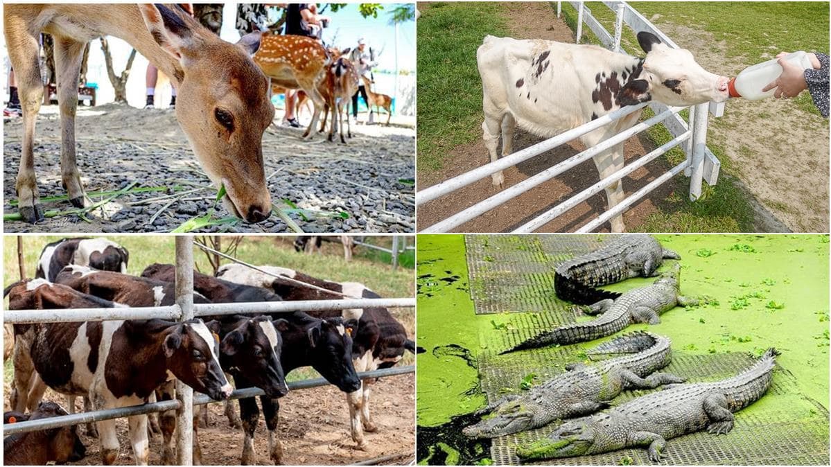 中、南部8間親子動物農場:全台最大鱷魚園區、墾丁小奈良、近距離餵迷你馬
