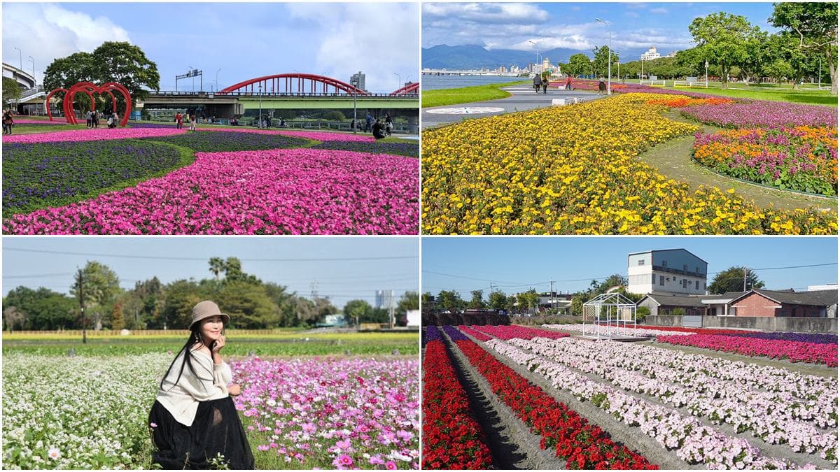 IG瘋打卡!北中南7大仙氣花海:彩色波斯菊、台版富良野花田、繽紛鼠尾草
