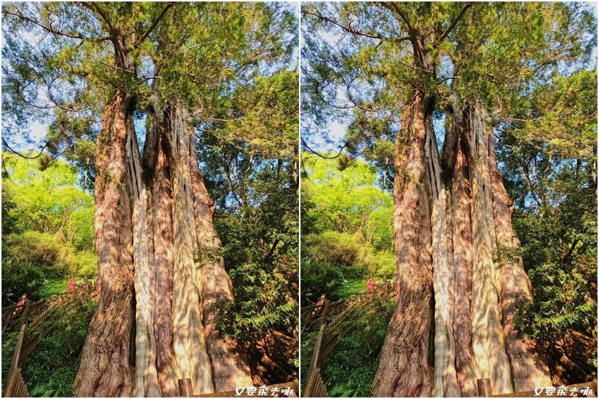 鹿林神木