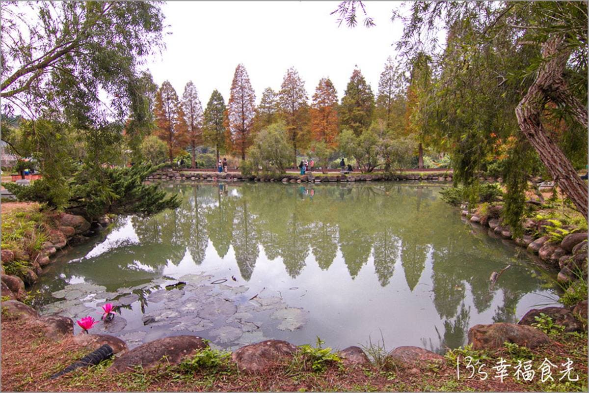 北埔六塘石柿餅-落羽松