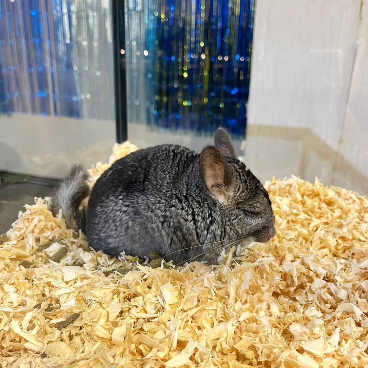 宮崎駿龍貓、獅子王丁滿現身百貨!珍稀物種展免費看,還有全台唯一甲蟲餐廳 宮崎駿龍貓、獅子王丁滿現身百貨!珍稀物種展免費看,還有全台唯一甲蟲餐廳