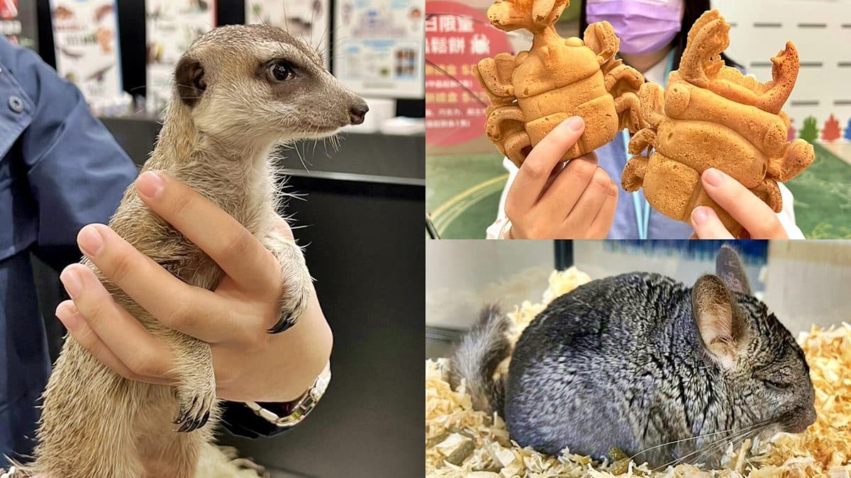 宮崎駿龍貓、獅子王丁滿現身百貨!珍稀物種展免費看,還有全台唯一甲蟲餐廳