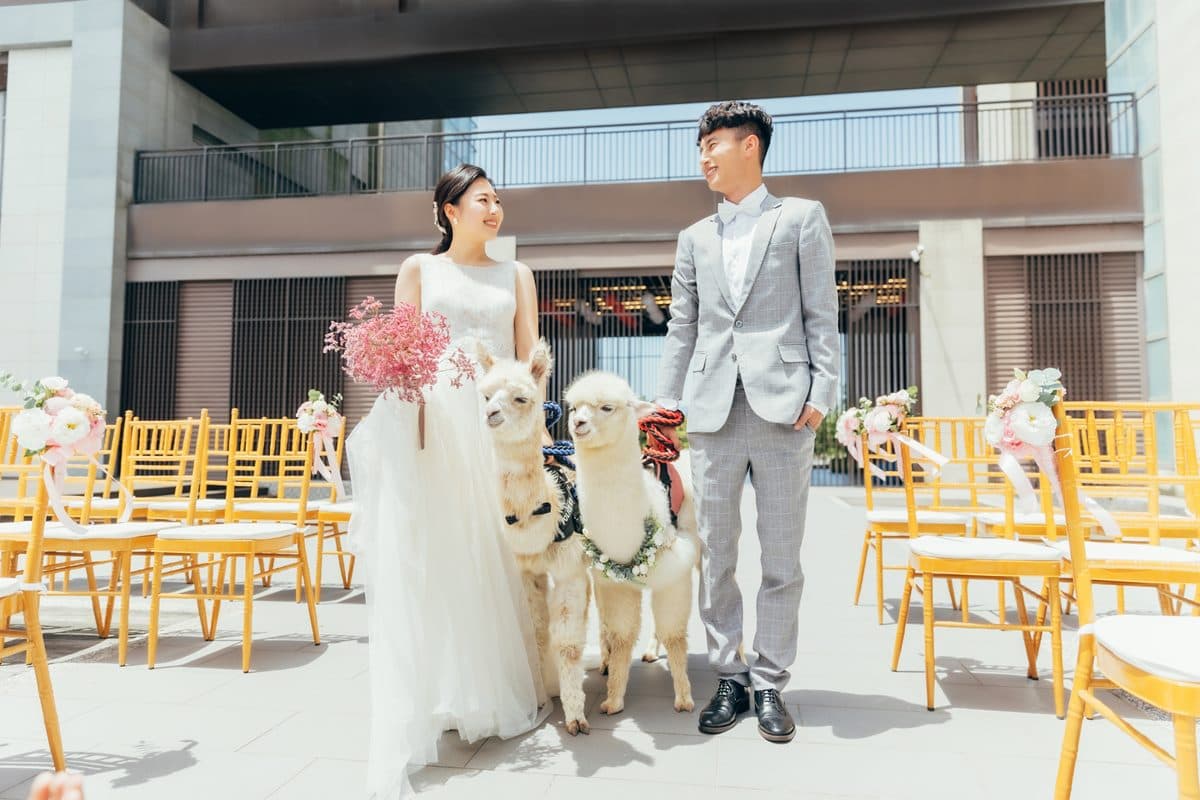 全台唯一「羊駝婚禮」在宜蘭!日式園區提供羊駝證婚,還有免費住飯店好康 全台唯一「羊駝婚禮」在宜蘭!日式園區提供羊駝證婚,還有免費住飯店好康