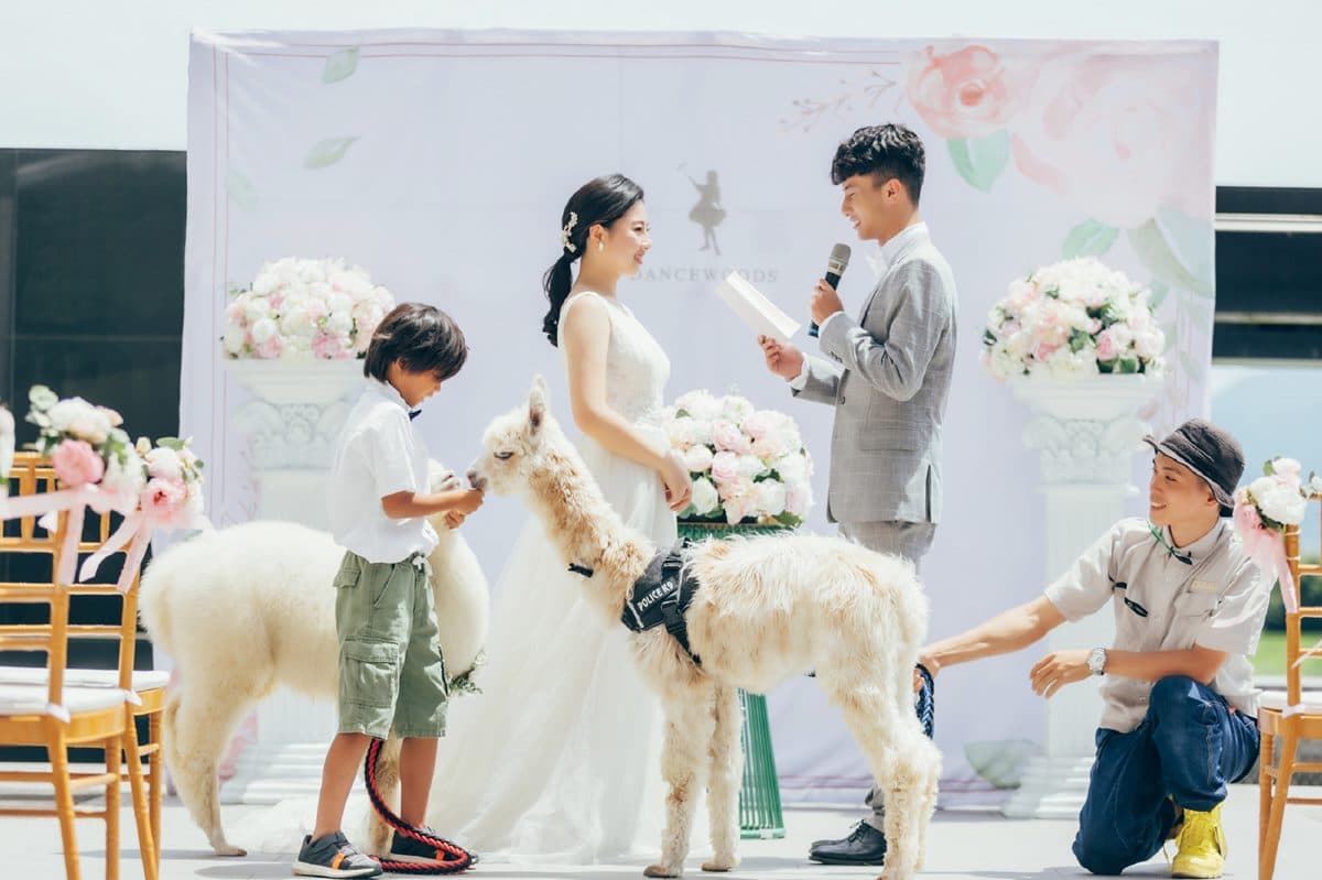 全台唯一「羊駝婚禮」在宜蘭!日式園區提供羊駝證婚,還有免費住飯店好康 全台唯一「羊駝婚禮」在宜蘭!日式園區提供羊駝證婚,還有免費住飯店好康