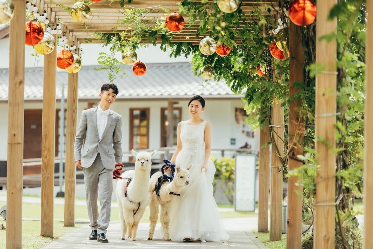 全台唯一「羊駝婚禮」在宜蘭!日式園區提供羊駝證婚,還有免費住飯店好康 全台唯一「羊駝婚禮」在宜蘭!日式園區提供羊駝證婚,還有免費住飯店好康