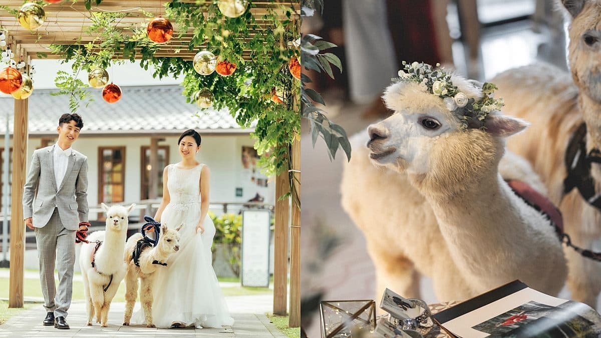 全台唯一「羊駝婚禮」在宜蘭!日式園區提供羊駝證婚,還有免費住飯店好康