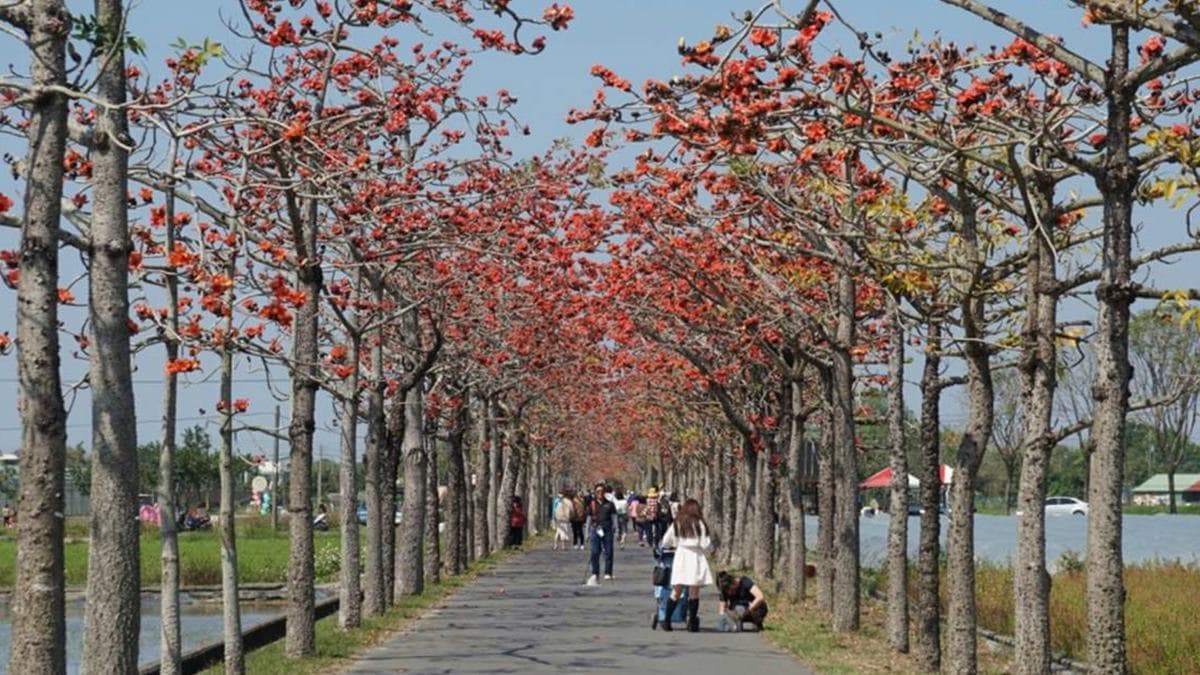 2022台南「白河木棉花季」美炸!朝聖全球最美花海大道,綿延1.7公里超壯觀