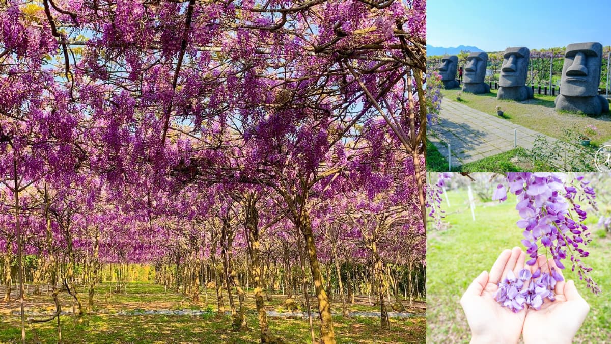 全台最大「萬坪紫藤瀑布花海」3/15搶開放!打卡夢幻步道,順拍巨型摩艾石像