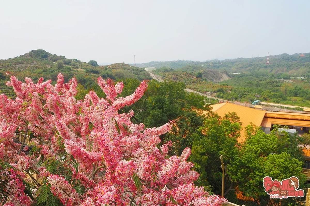 免門票拍到飽!夢幻「桃紅色花旗木」現正綻放中,粉嫩不輸日本櫻花海 免門票拍到飽!夢幻「桃紅色花旗木」現正綻放中,粉嫩不輸日本櫻花海