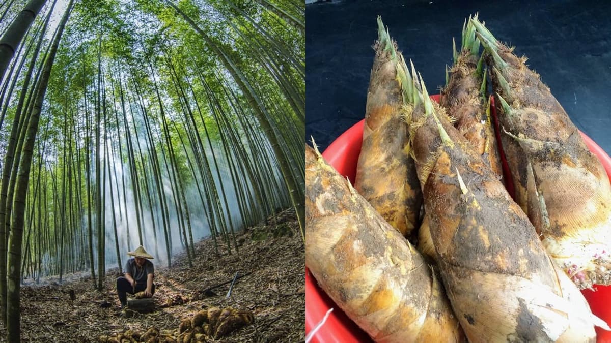 台版北歐「銀河玻璃屋」在南投!絕美星空小鎮+瀑布雲海,再體驗高山挖春筍 台版北歐「銀河玻璃屋」在南投!絕美星空小鎮+瀑布雲海,再體驗高山挖春筍