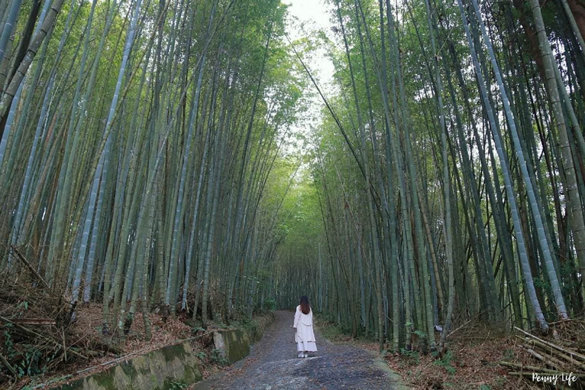 秒飛京都嵐山!北中南8大竹林景點:廢棄鐵牛車祕境、《臥虎藏龍》場景重現 秒飛京都嵐山!北中南8大竹林景點:廢棄鐵牛車祕境、《臥虎藏龍》場景重現