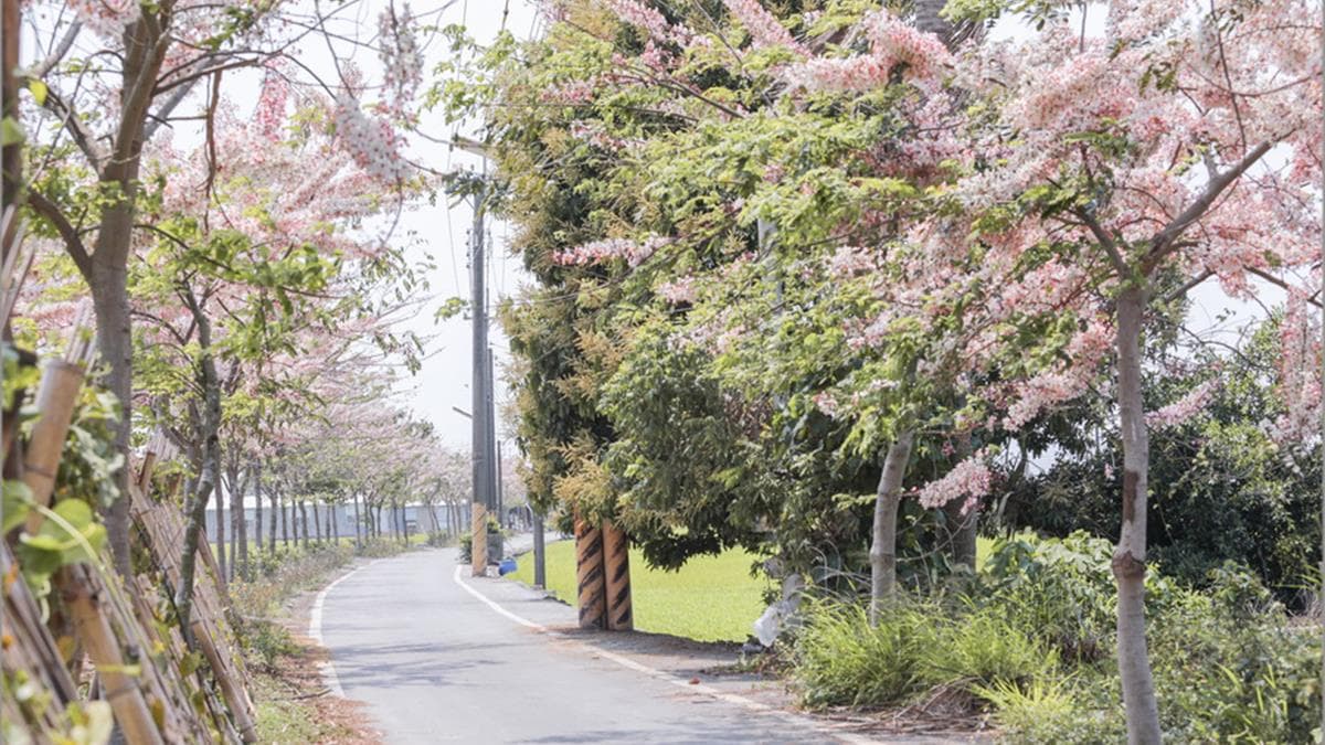 美北櫻花大道 img