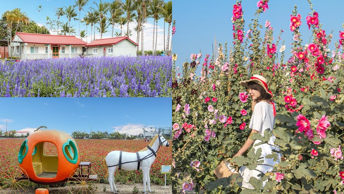 一次賞3色花田!「2022蜀葵花季」綻放比人高,絕美鼠尾草、百日草美翻
