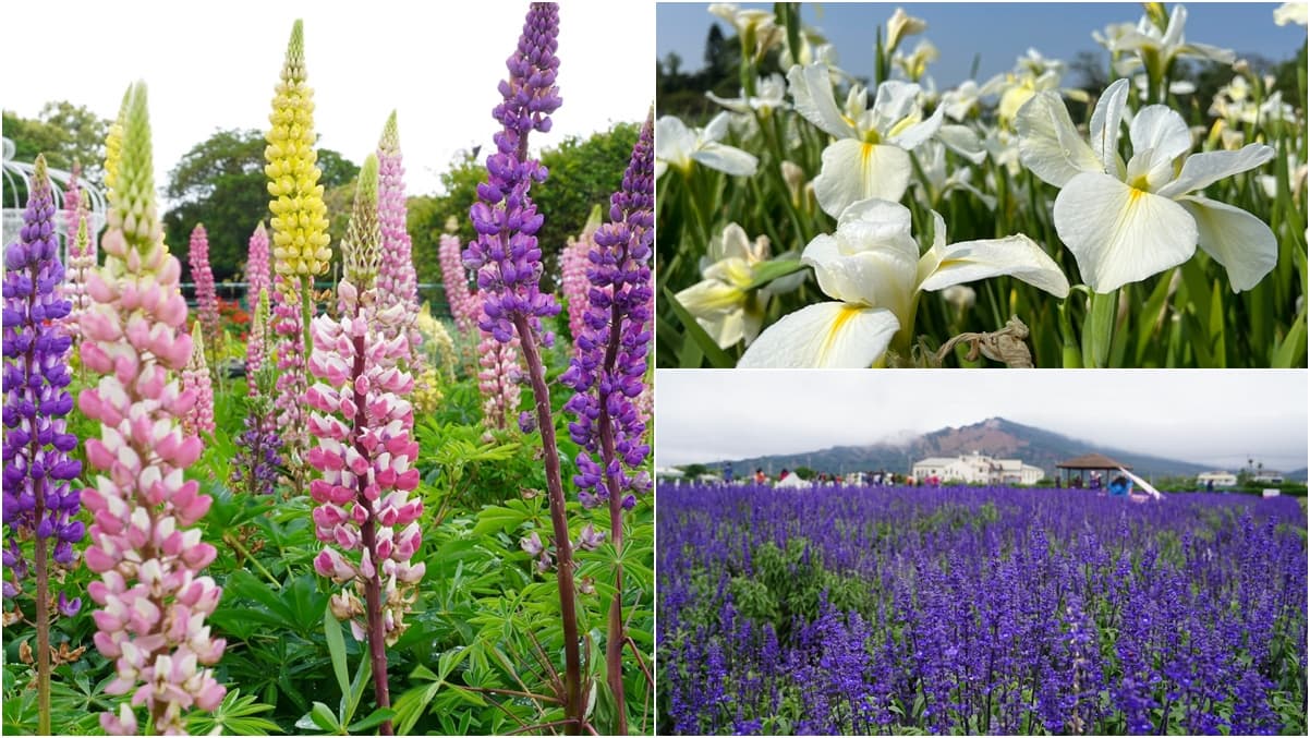 搶拍絕美「彩色魯冰花」!「中社花市」8公頃花海爆發,把握最後1週衝