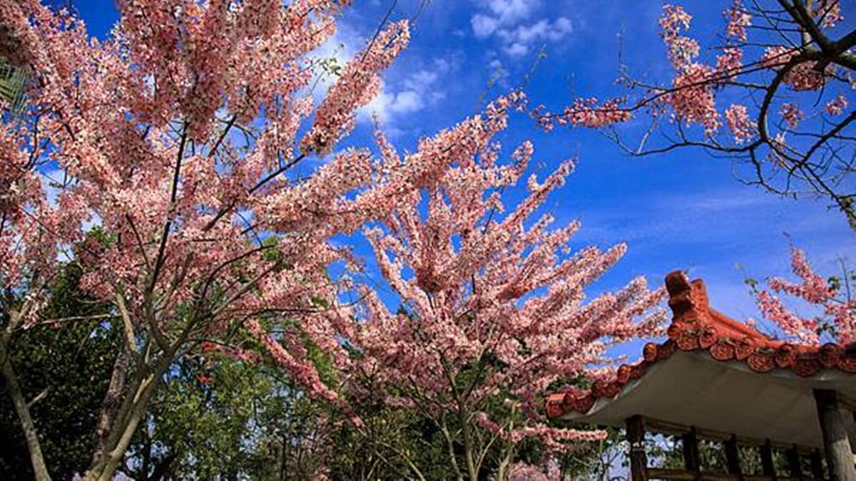 打卡池畔粉色花海!搶拍台南絕美「花旗木」,再免費玩40米滾輪溜滑梯