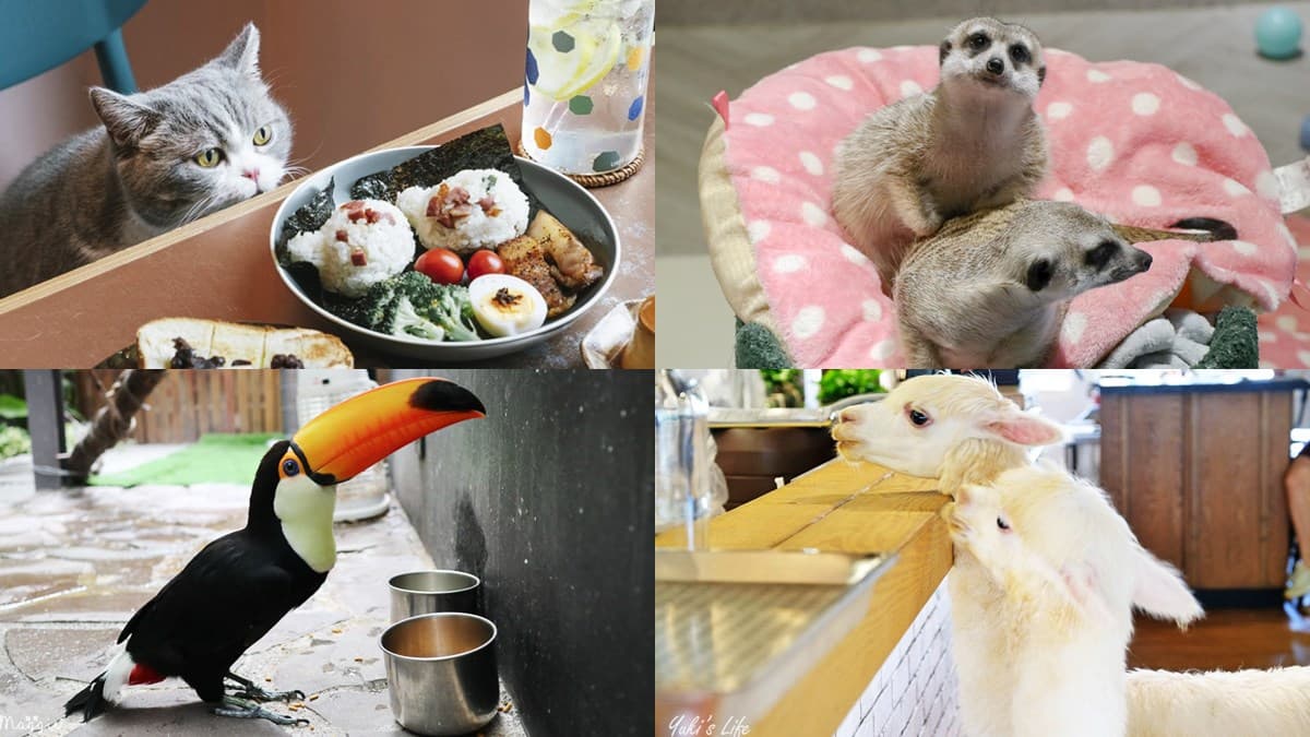 不只貓貓狗狗!北中5家超萌「動物餐廳」:罕見大嘴鳥、狐獴、草泥馬統統有
