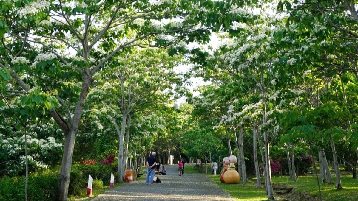 桐花公園 img