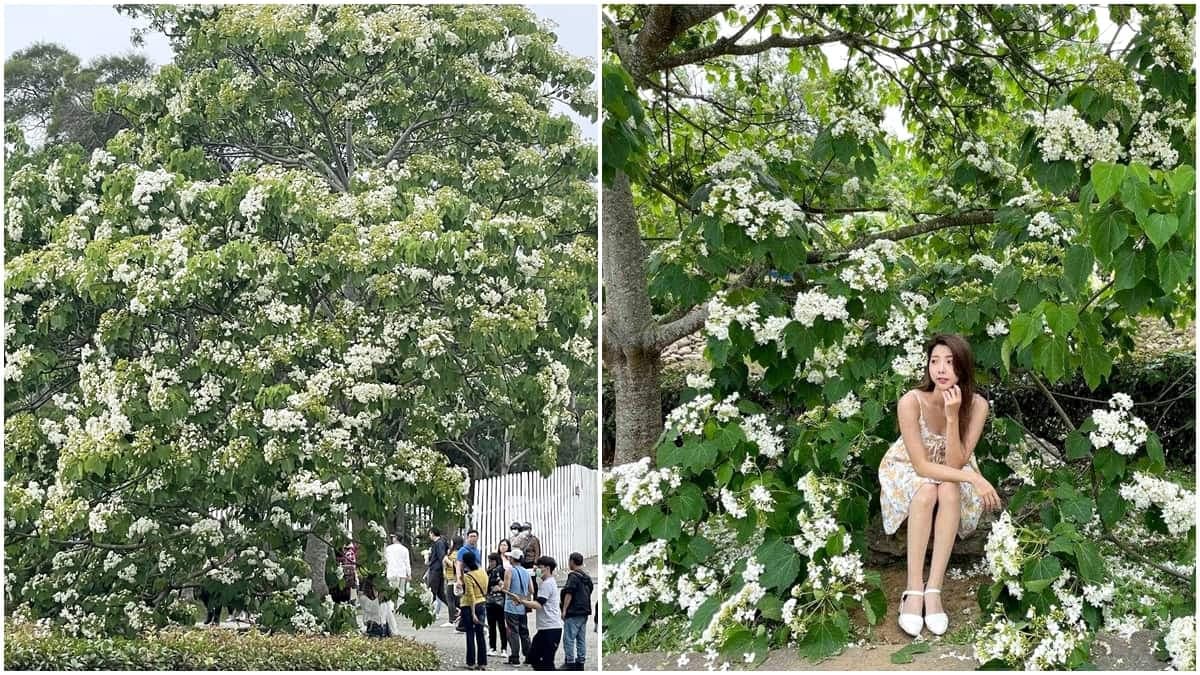 4月雪來了!苗栗7米高「桐花王」花瀑垂地,還可順遊日式街道、百年土地公