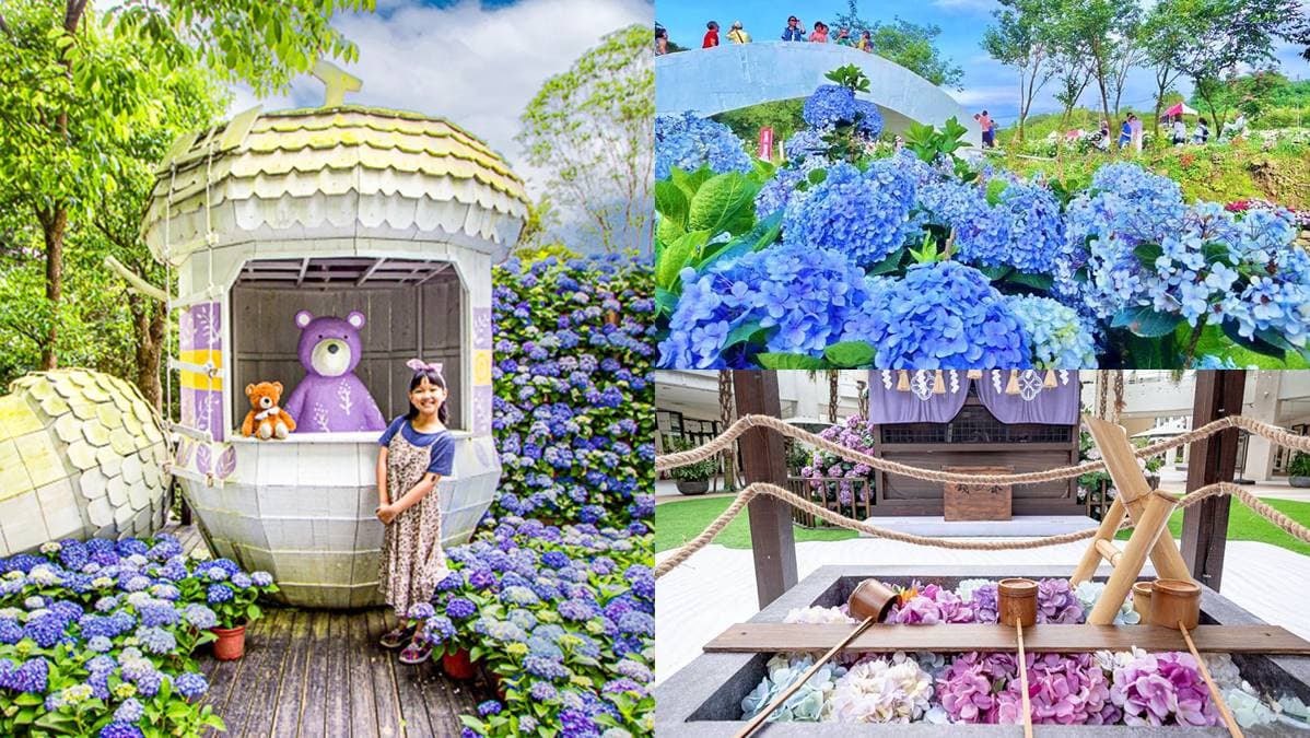 仙氣爆棚!5大繡球花美拍景點:占地8000坪拍到手痠、秒飛日本「花叢神社」