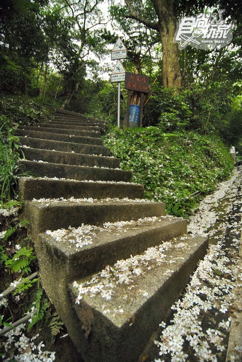 5月雪美到炸!桃竹苗5大賞桐步道+鄰近最推旅宿,還能順遊老街、吃美食 5月雪美到炸!桃竹苗5大賞桐步道+鄰近最推旅宿,還能順遊老街、吃美食