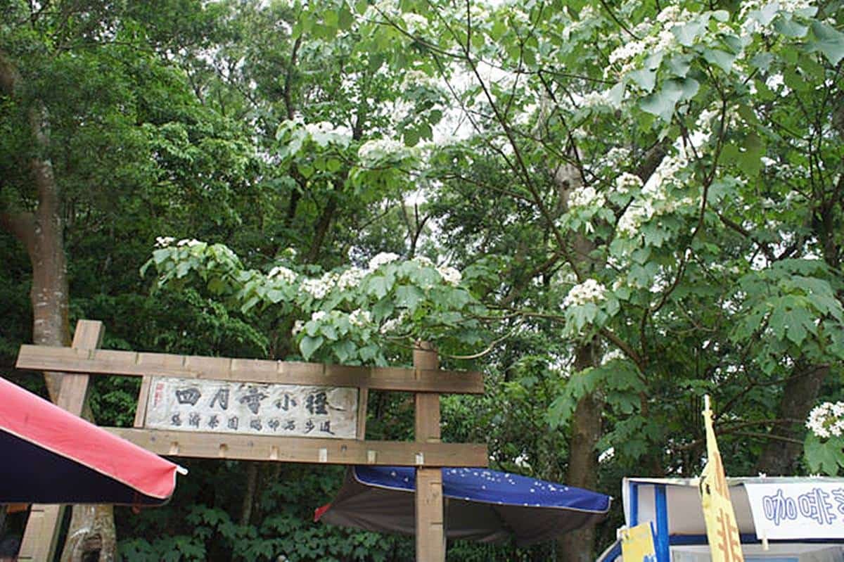 5月雪美到炸!桃竹苗5大賞桐步道+鄰近最推旅宿,還能順遊老街、吃美食 5月雪美到炸!桃竹苗5大賞桐步道+鄰近最推旅宿,還能順遊老街、吃美食