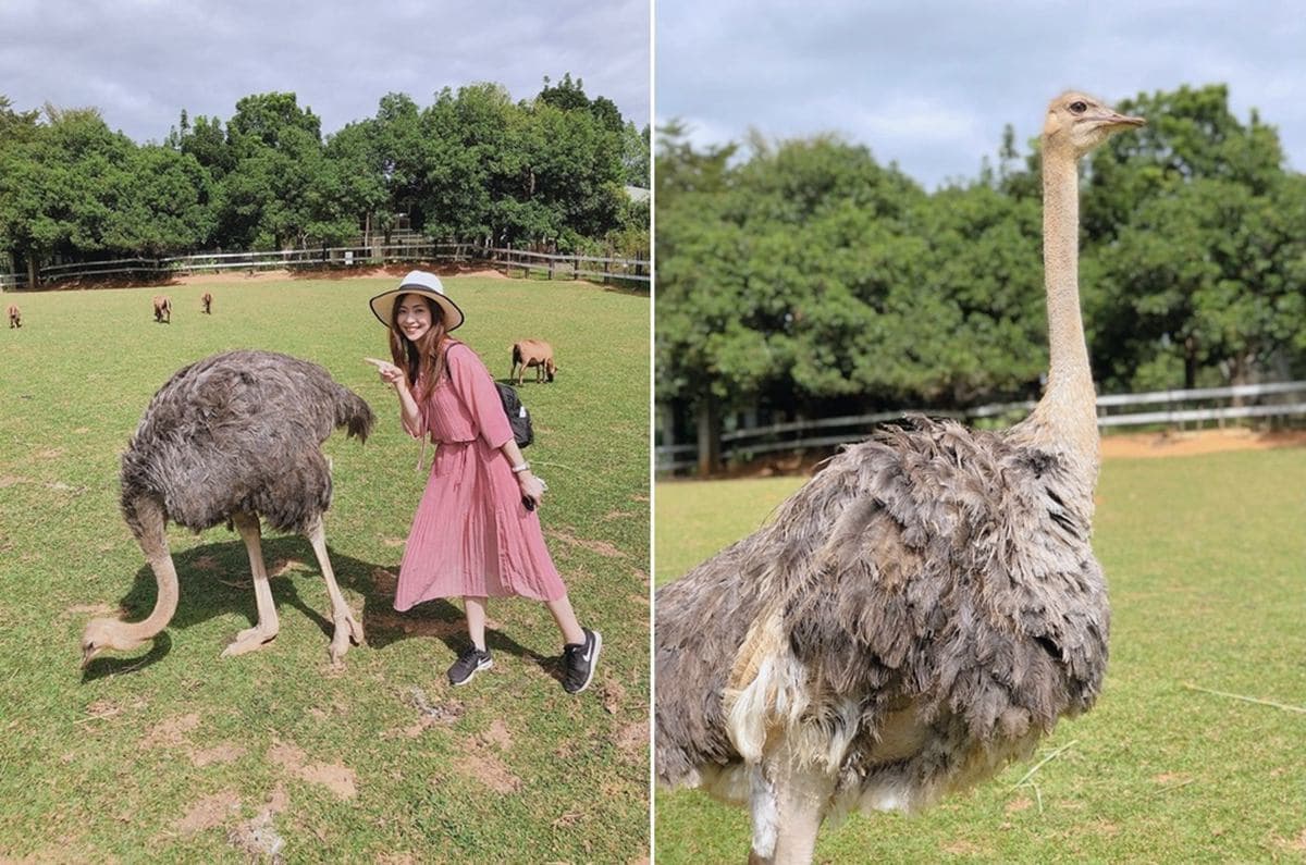 被山羊和鴕鳥包圍!隱藏版「親子牧場」免費供應牧草餵動物,還能合影鴕鳥蛋 被山羊和鴕鳥包圍!隱藏版「親子牧場」免費供應牧草餵動物,還能合影鴕鳥蛋