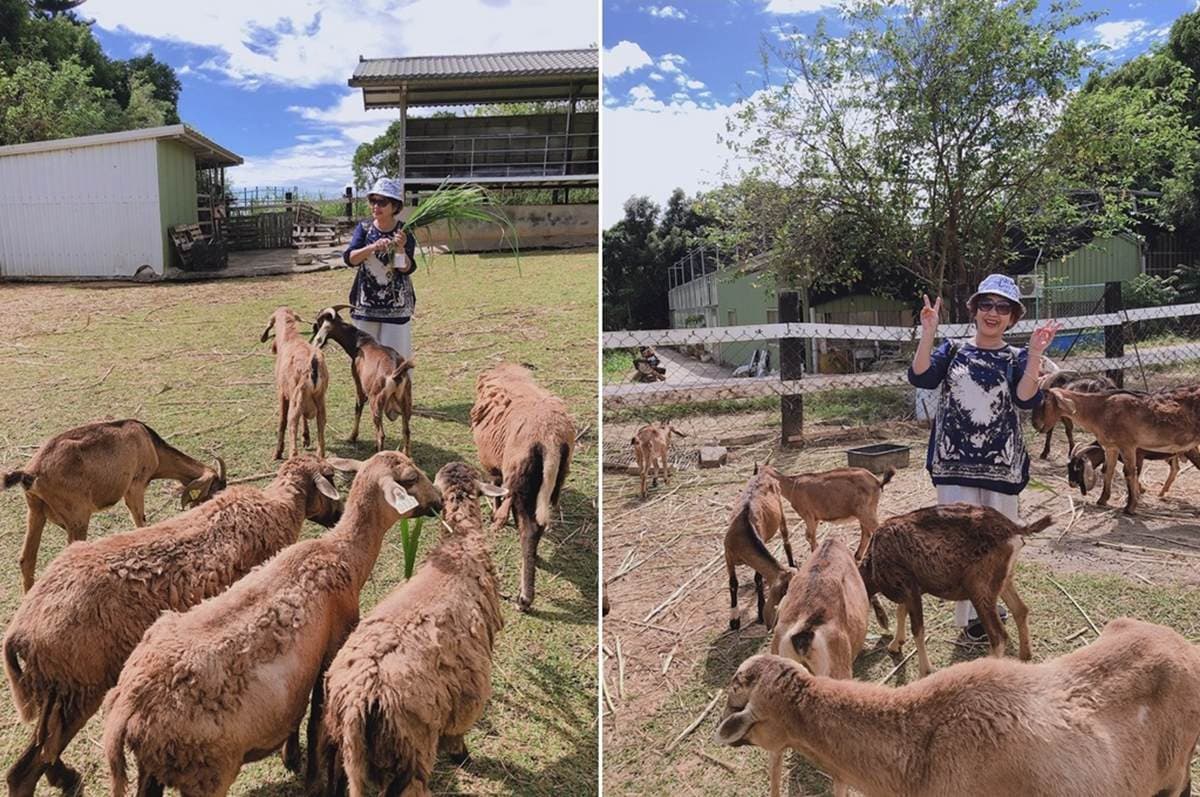 被山羊和鴕鳥包圍!隱藏版「親子牧場」免費供應牧草餵動物,還能合影鴕鳥蛋 被山羊和鴕鳥包圍!隱藏版「親子牧場」免費供應牧草餵動物,還能合影鴕鳥蛋