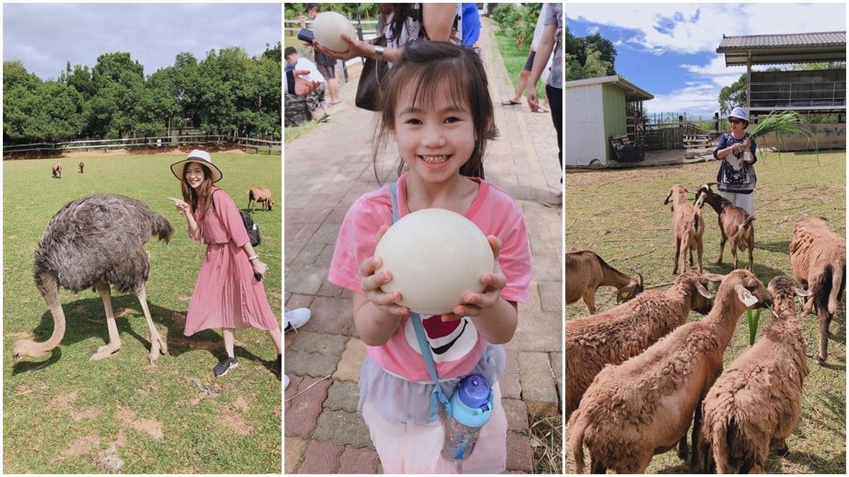被山羊和鴕鳥包圍!隱藏版「親子牧場」免費供應牧草餵動物,還能合影鴕鳥蛋