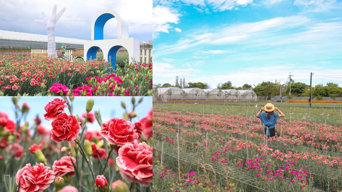 錯過等明年!占地1公頃「康乃馨漸層花田」在這,加碼地中海造景好拍到手痠
