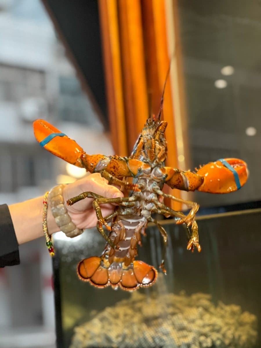 滿滿鮭魚卵、干貝降落!爆量系「超狂丼飯」痛風也要吃,加39元爽嗑龍蝦雜炊 滿滿鮭魚卵、干貝降落!爆量系「超狂丼飯」痛風也要吃,加39元爽嗑龍蝦雜炊
