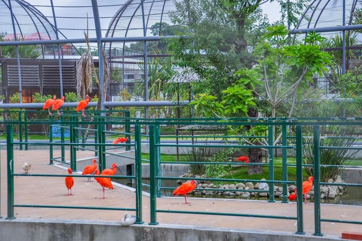 台版「侏儸紀公園」來了!打卡「九九峰動物樂園」巨大恐龍,再拍4座天網鳥籠 台版「侏儸紀公園」來了!打卡「九九峰動物樂園」巨大恐龍,再拍4座天網鳥籠
