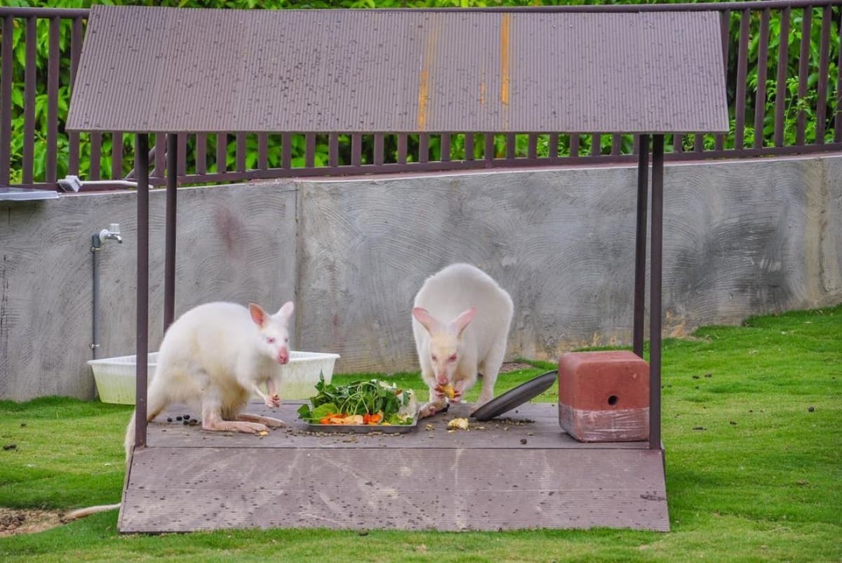 台版「侏儸紀公園」來了!打卡「九九峰動物樂園」巨大恐龍,再拍4座天網鳥籠 台版「侏儸紀公園」來了!打卡「九九峰動物樂園」巨大恐龍,再拍4座天網鳥籠