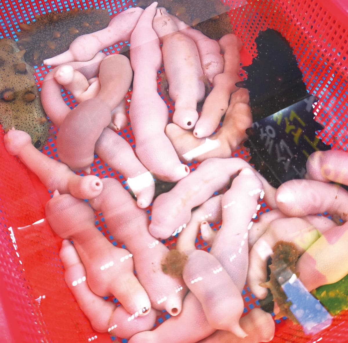 你敢吃嗎?韓國5道「暗黑海鮮」:生吞章魚、「廁所味」生魚片、超害羞海腸 你敢吃嗎?韓國5道「暗黑海鮮」:生吞章魚、「廁所味」生魚片、超害羞海腸