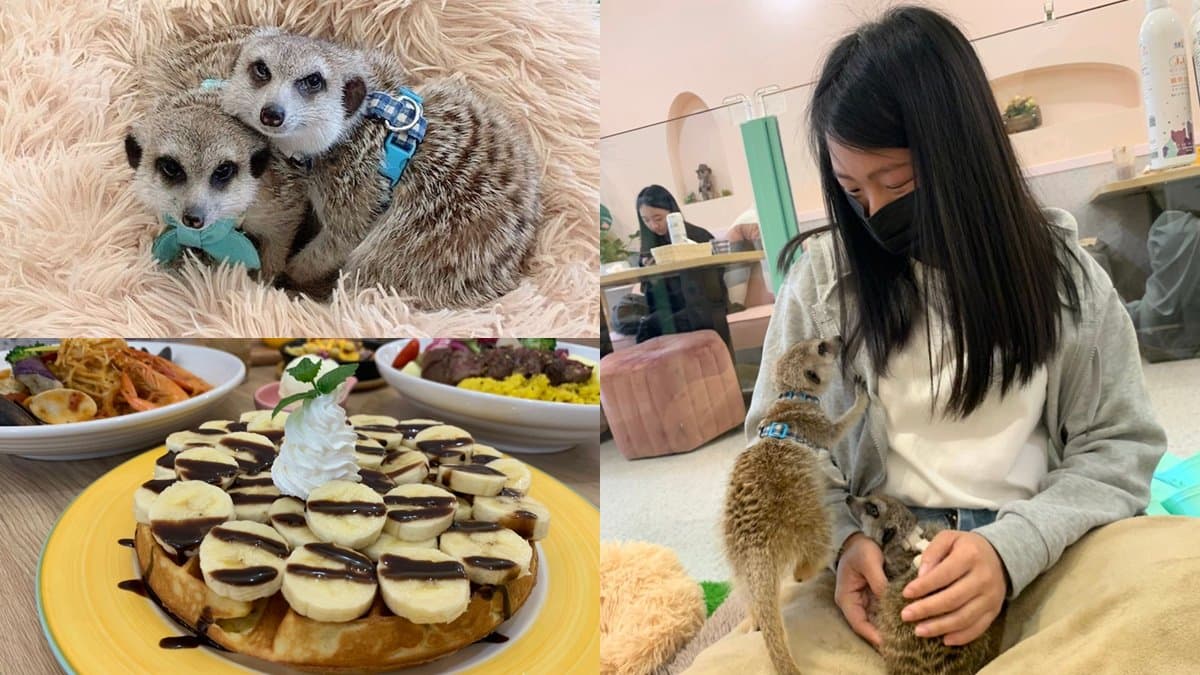 與狐獴寶寶抱抱!台北主題餐廳推超萌「狐獴互動區」,甜點必嘗爆量香蕉鬆餅