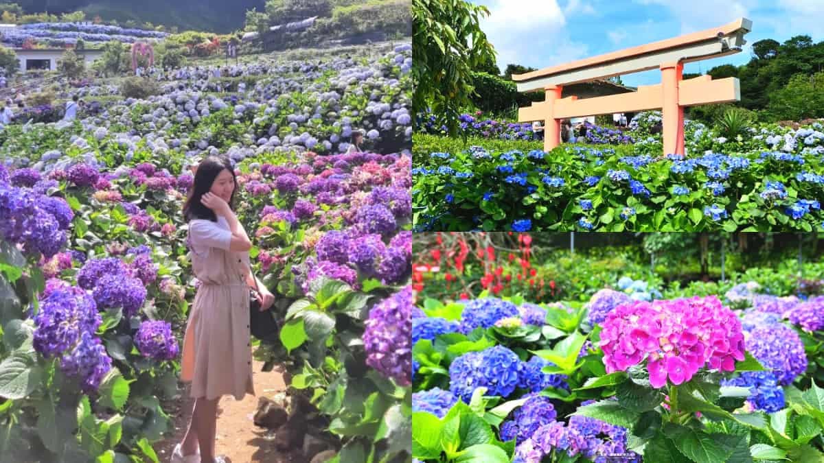 花仙子快追!陽明山「繡球花祕境」100元拍到手軟,梯田花海+日式鳥居美翻